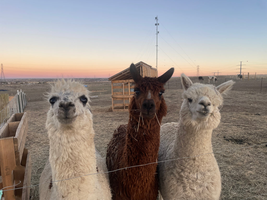 Farm Tour