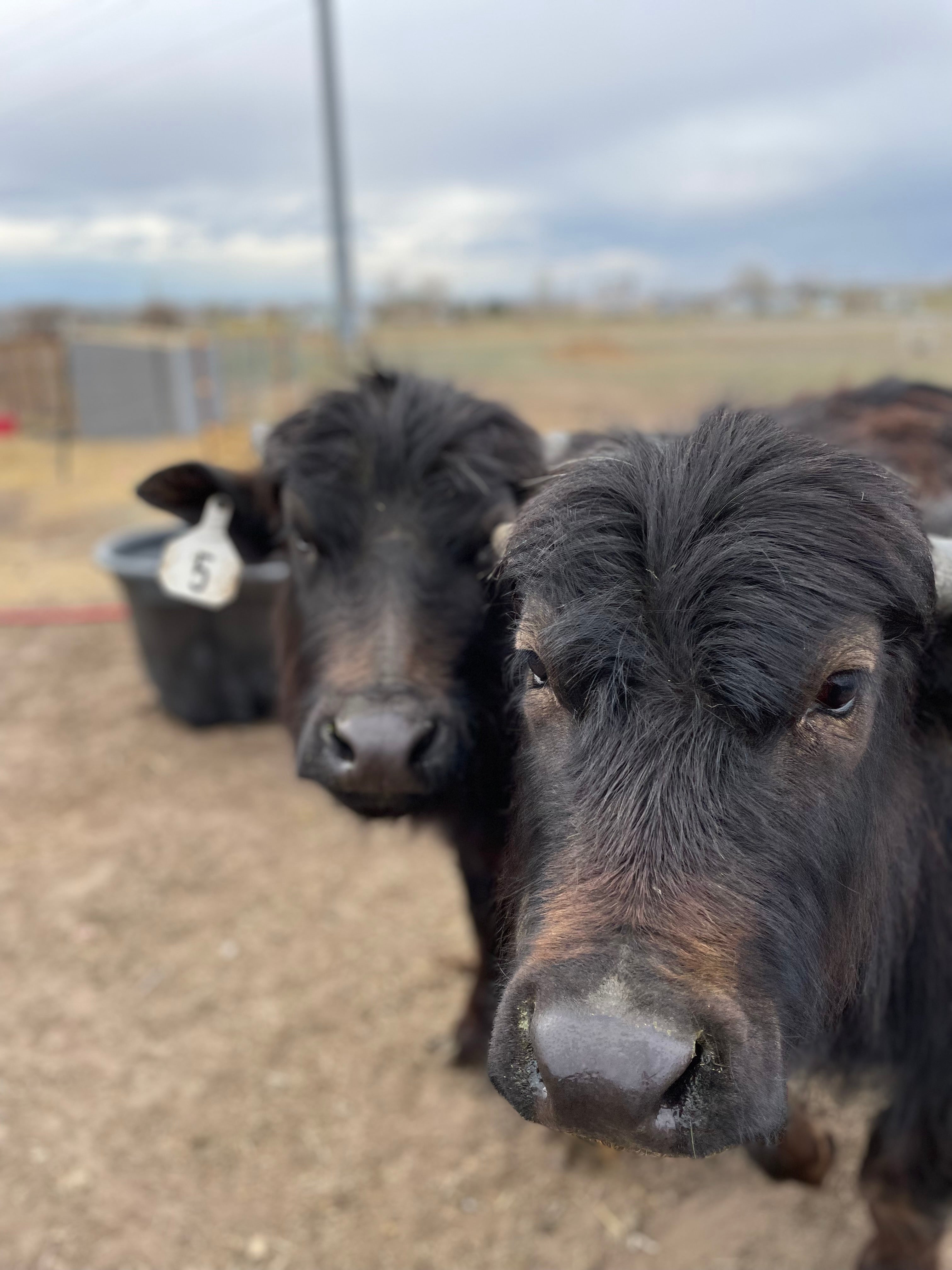 Farm Tour