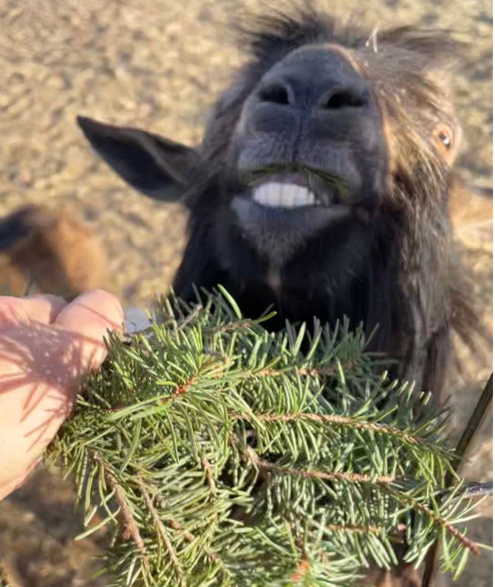 Farm Tour