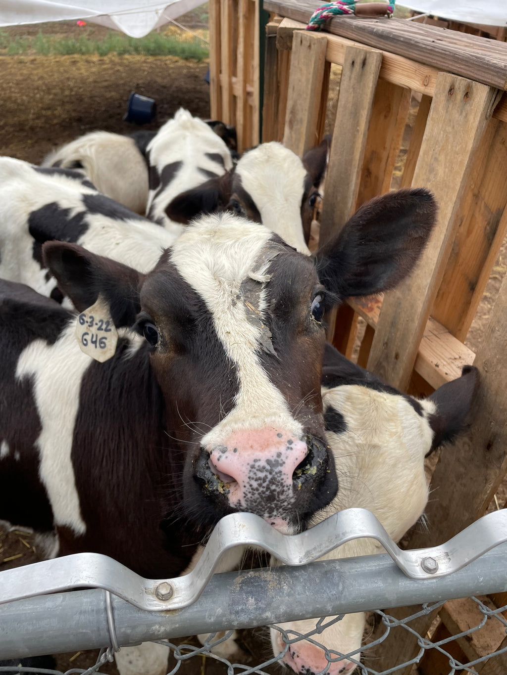Farm Tour