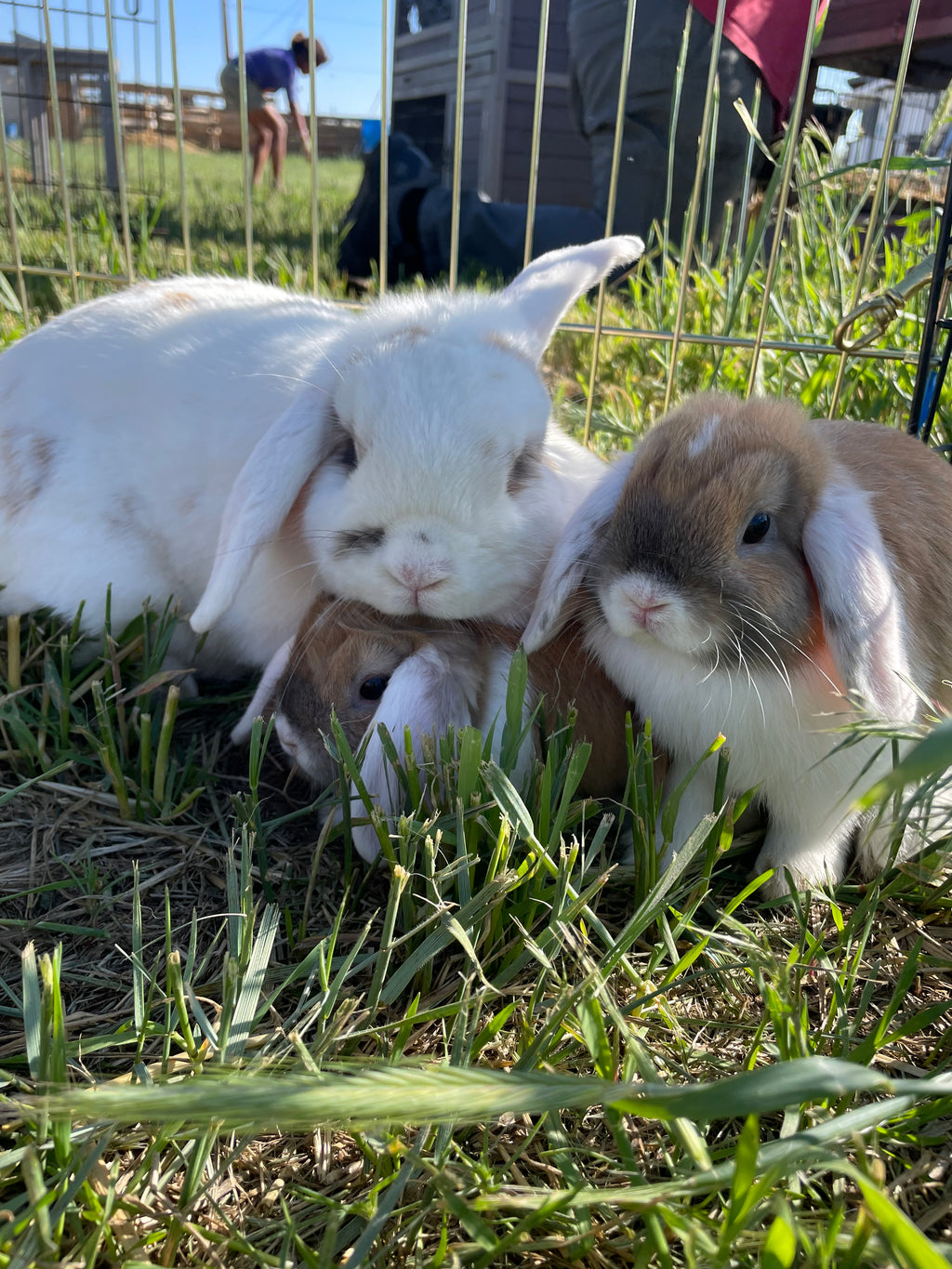 Farm Tour