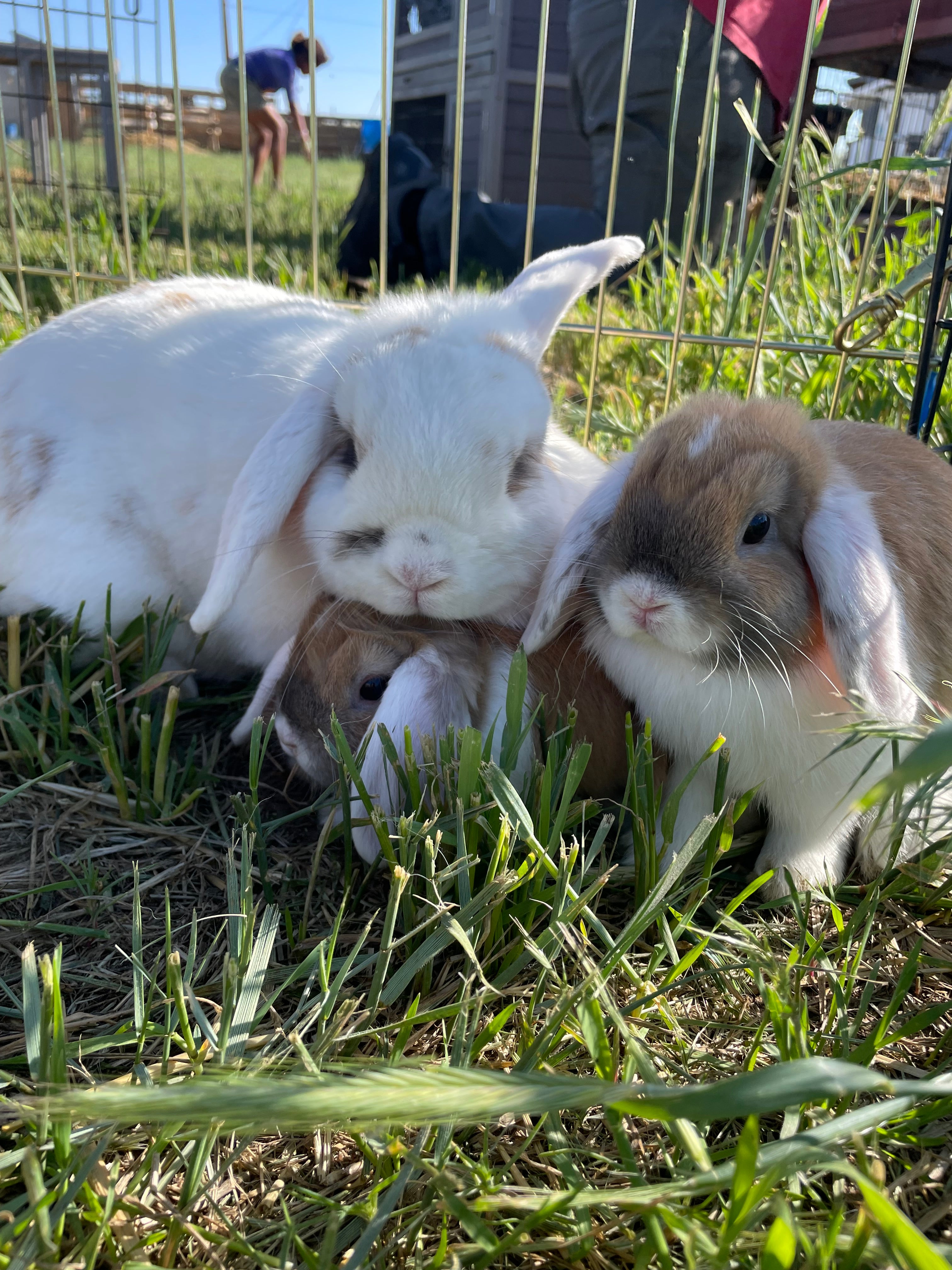 Farm Tour